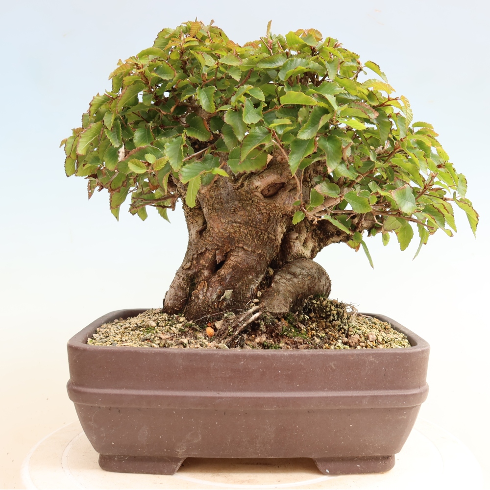 Kültéri bonsai -Carpinus CARPINOIDES - Koreai gyertyánfa