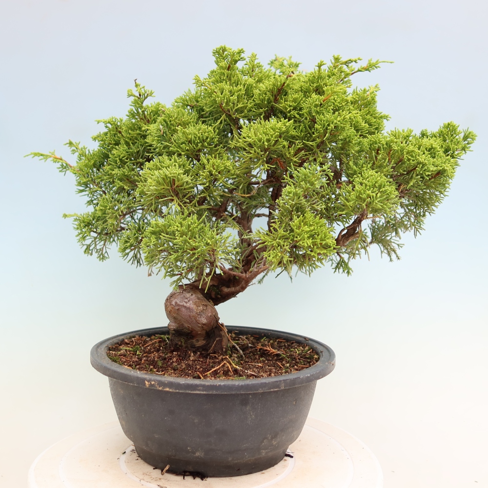 Kültéri bonsai - Juniperus chinensis Itoigawa-Juniperus chinensis