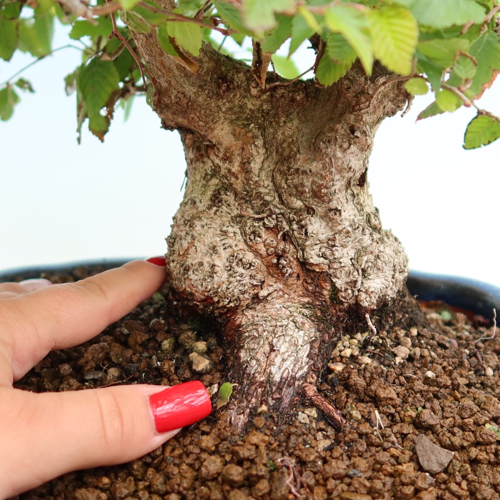 Kültéri bonsai -Carpinus Coreana - Koreai gyertyánfa