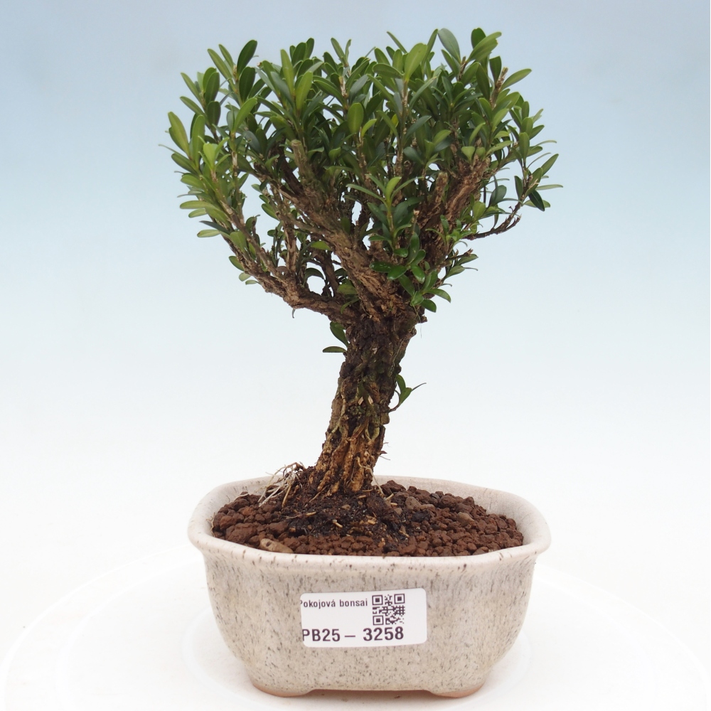 Szobai bonsai - Buxus harlandii - parafa buxus