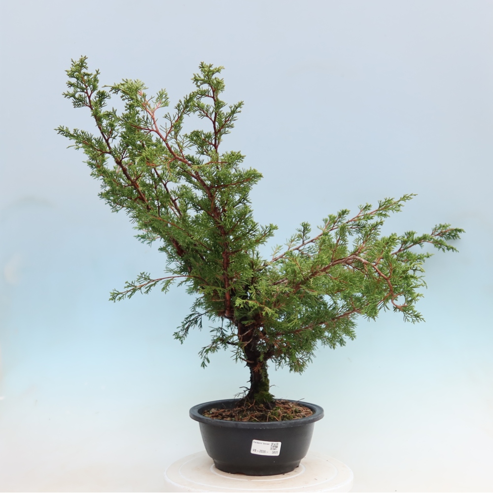 Kültéri bonsai – Juniperus chinensis Itoigawa – Kínai boróka