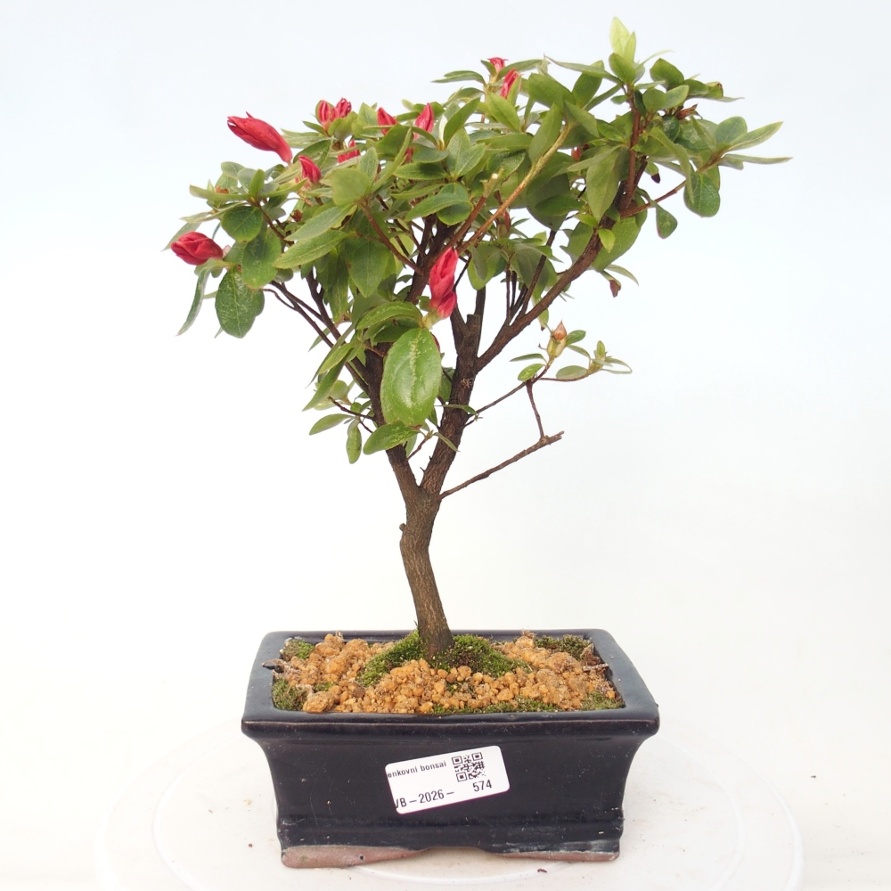 Kültéri bonsai - japán azálea - Azalea sp.