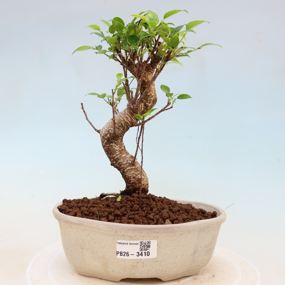 Szobai bonsai - Ficus kimmen - kislevelű fikusz