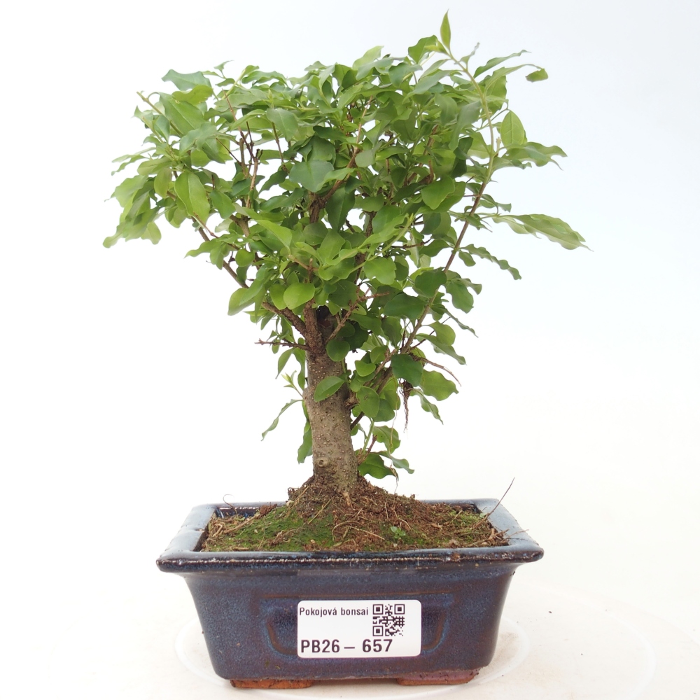 Szobai bonsai -Ligustrum chinensis - Madárcsőr