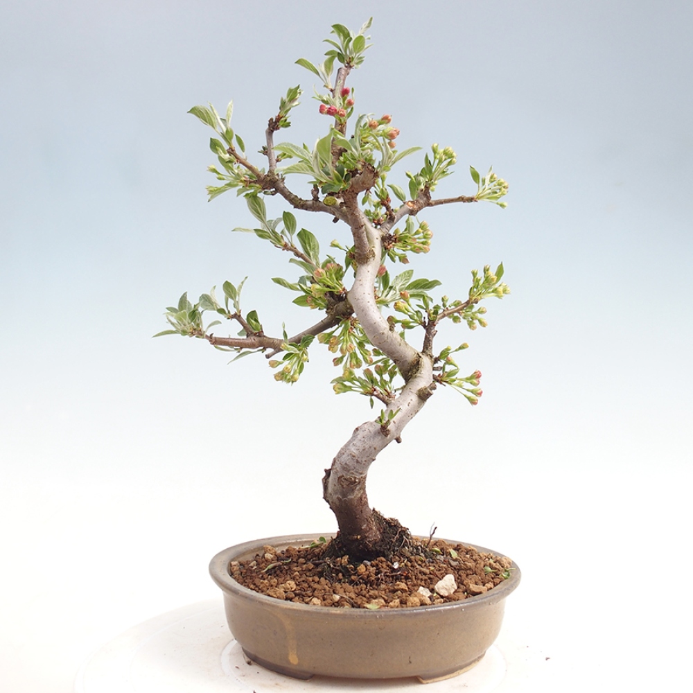 Kültéri bonsai - Malus sargentii - Kis gyümölcsű almafa
