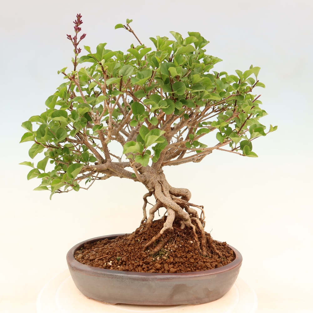 Kültéri bonsai - Syringa microphylla - kisvirágú lila