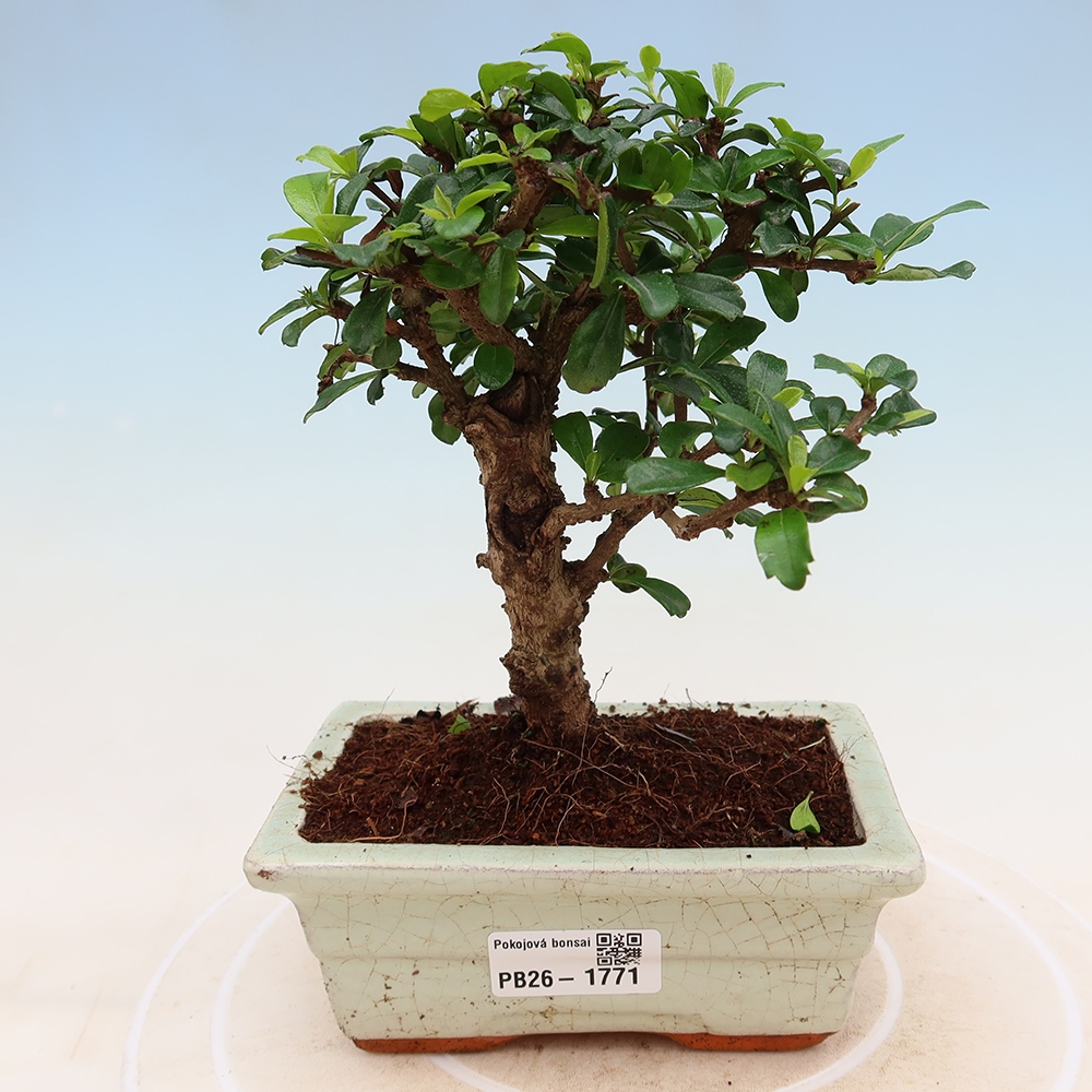 Szobai bonsai - Carmona macrophylla - Tea fuki