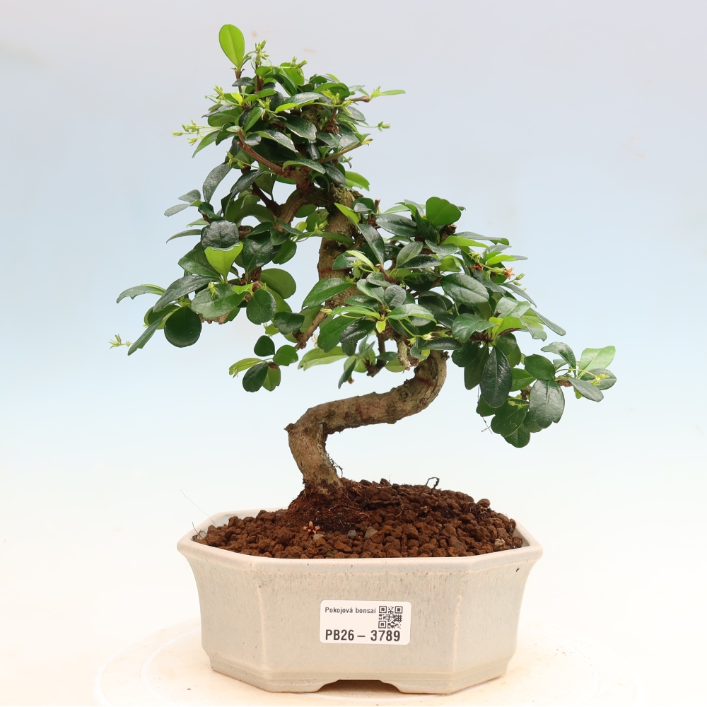 Szobai bonsai - Carmona macrophylla - Tea fuki