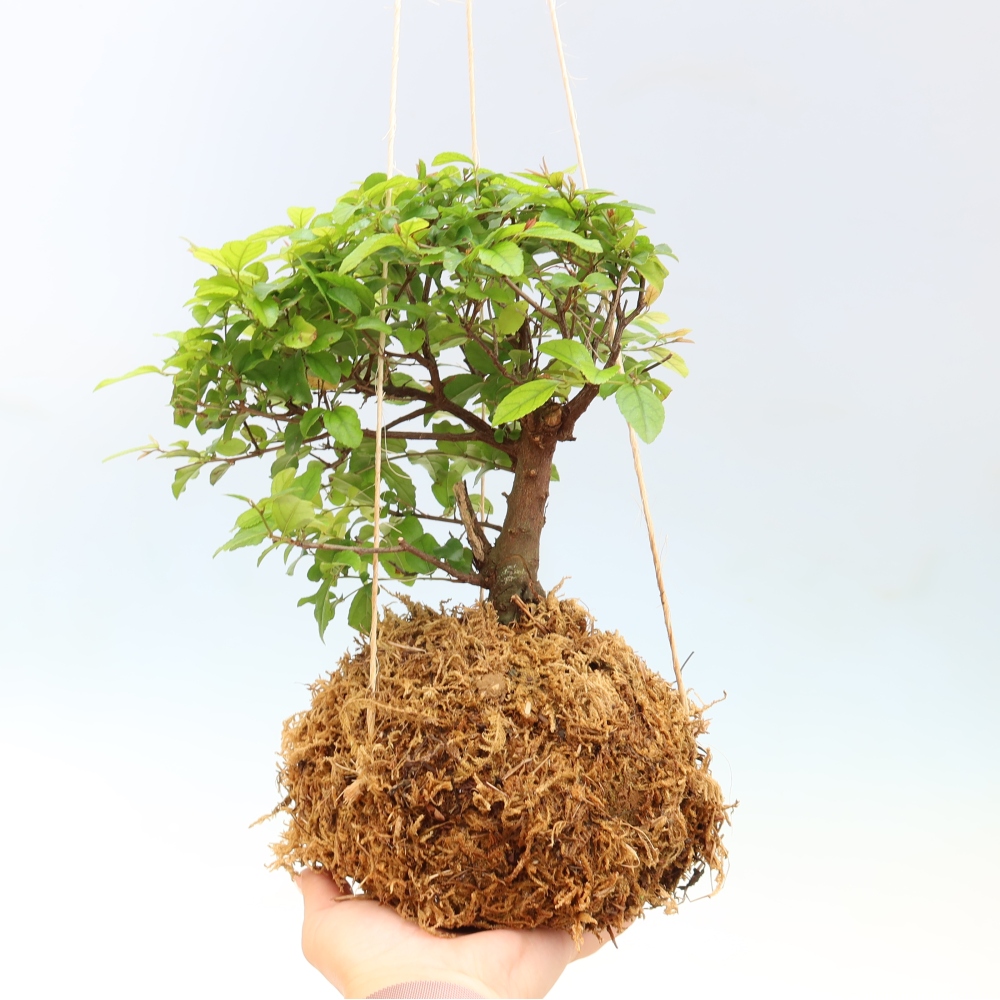 Kokedama kerámiában - Sagerecia tea - Sageretia thea