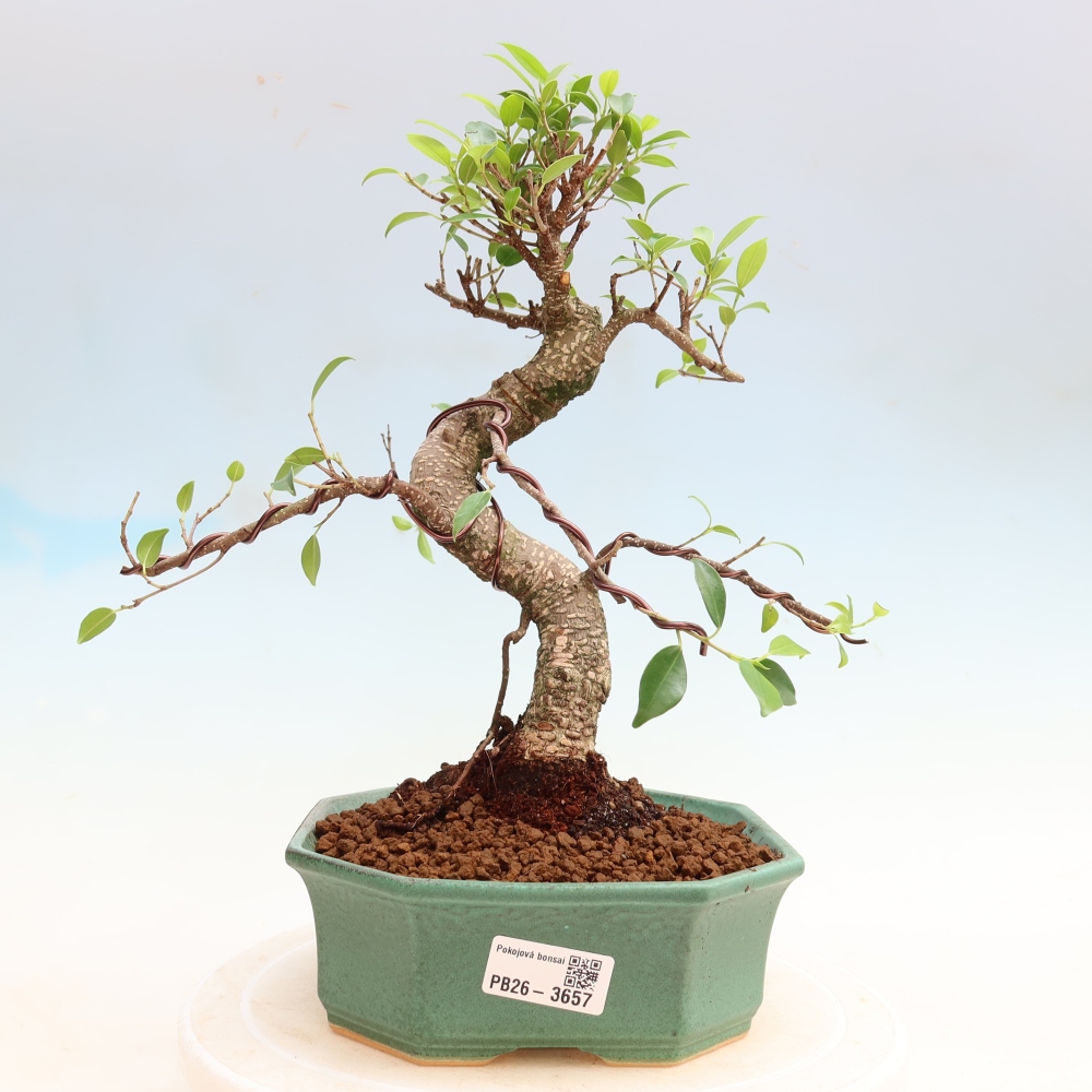 Szobai bonsai - Ficus kimmen - kislevelű fikusz