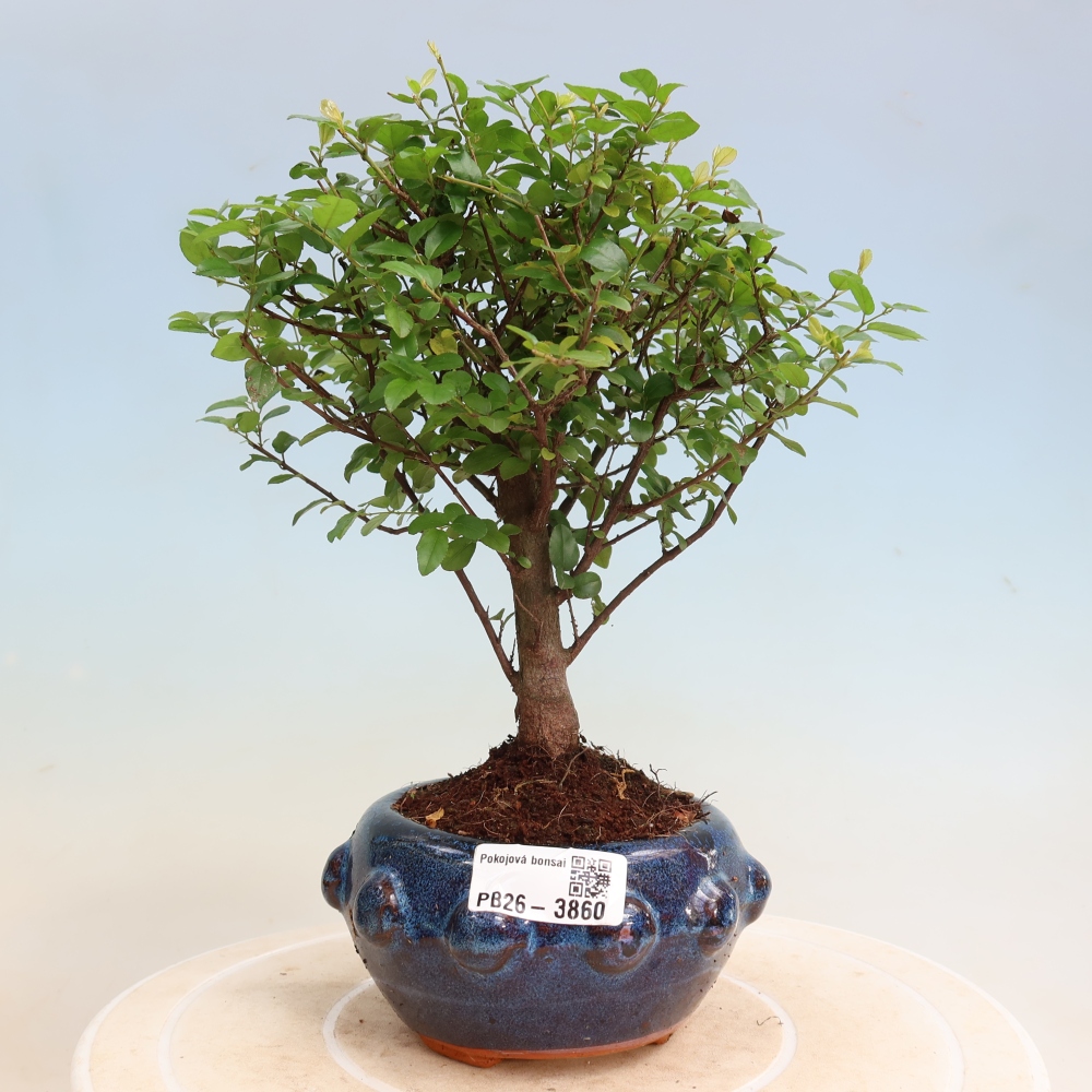 Szobai bonsai - Sageretia thea - Sageretia thea