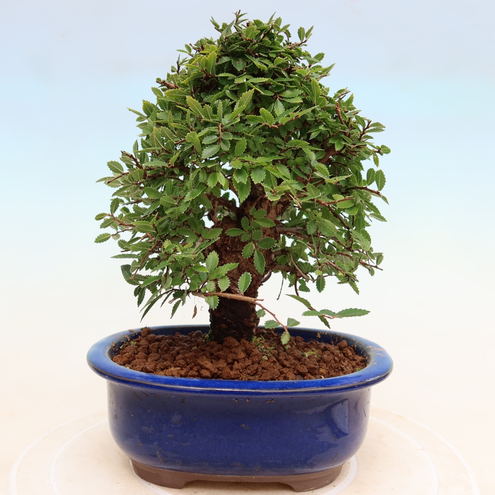 Kültéri bonsai - Zelkova - Zelkova NIRE