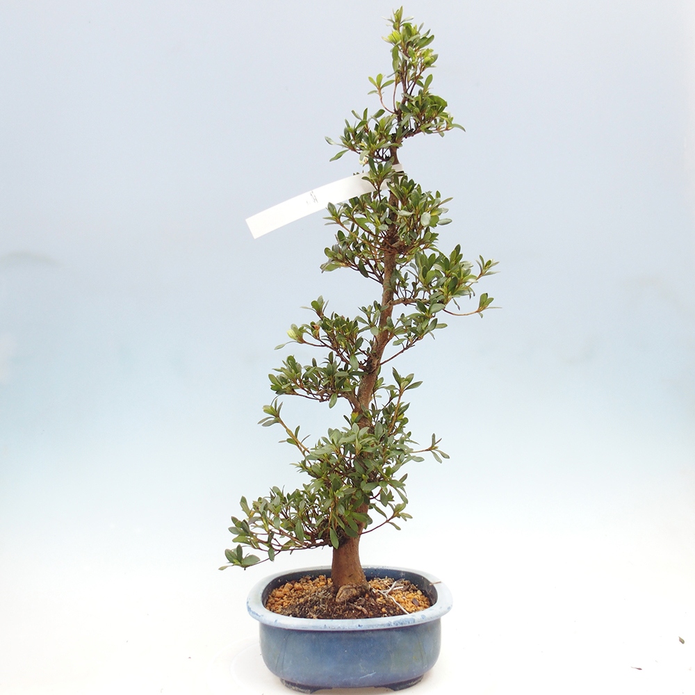 Kültéri bonsai - Japán azálea - Azálea Karenai-no-tenshi