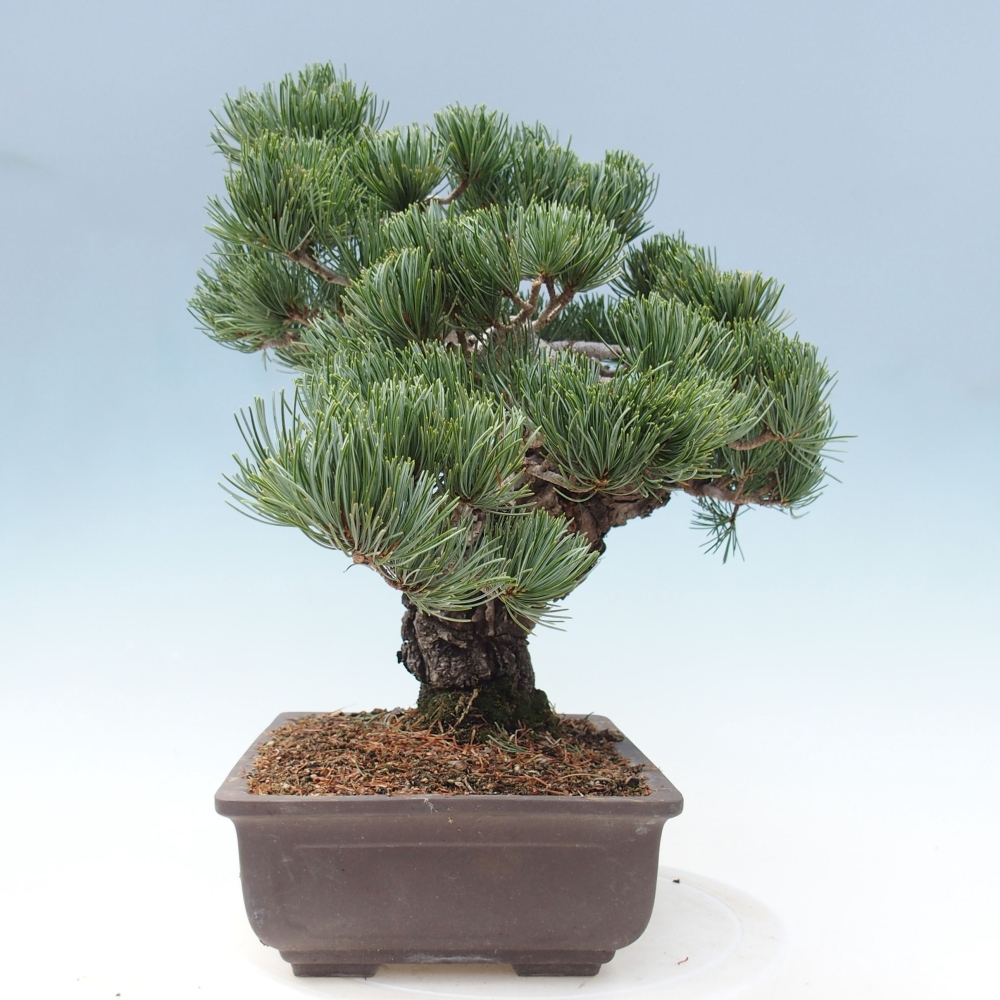 Kültéri bonsai - Pinus parviflora - Pinus parviflora