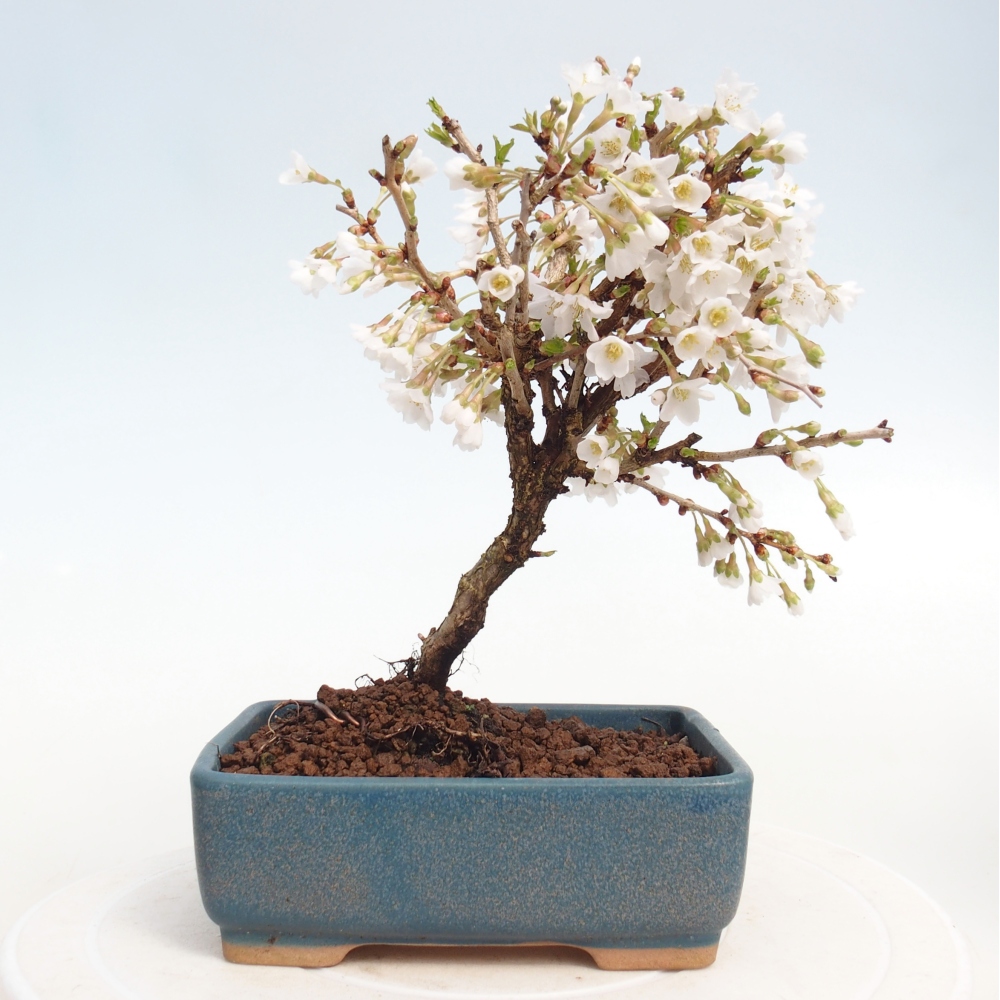 Kültéri bonsai - Prunus incisa Kojou-no mai-Plivon kivágva