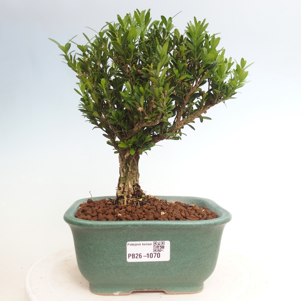 Szobai bonsai - Buxus harlandii - parafa buxus