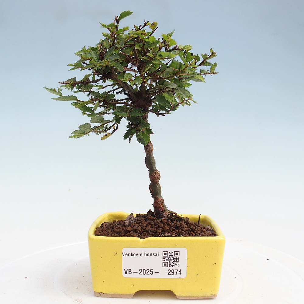 Kültéri bonsai - Ulmus parvifolia Sagei - Kislevelű szilfa