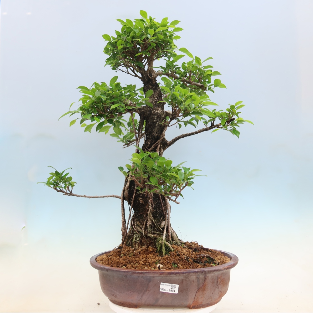 Szobai bonsai - Ficus kimmen - kislevelű fikusz