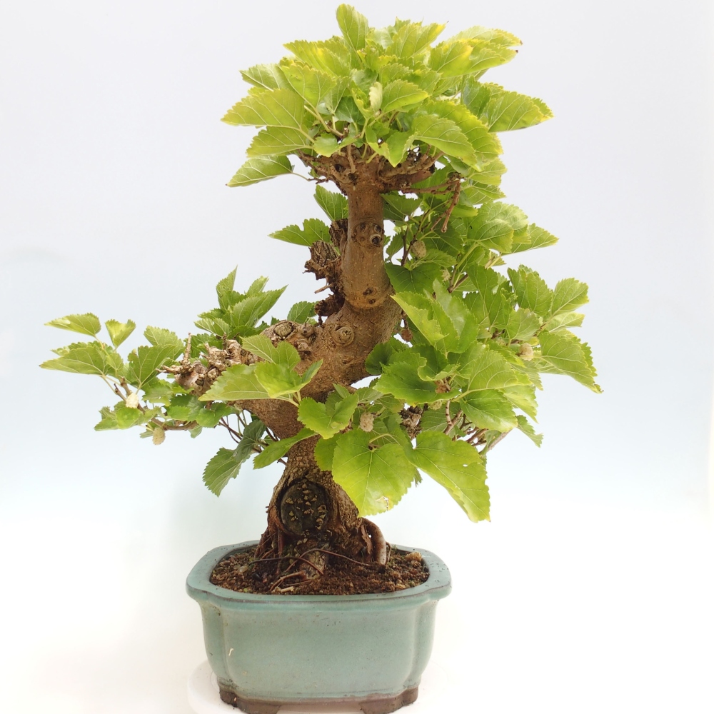 Kültéri bonsai -Morus alba - eperfa
