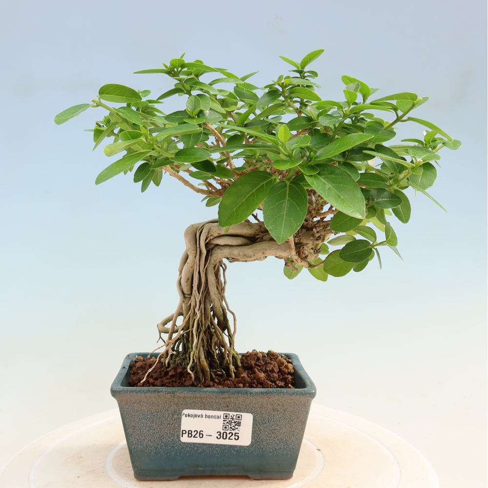 Beltéri bonsai - Premna serratifolia - Kozlovna malolista