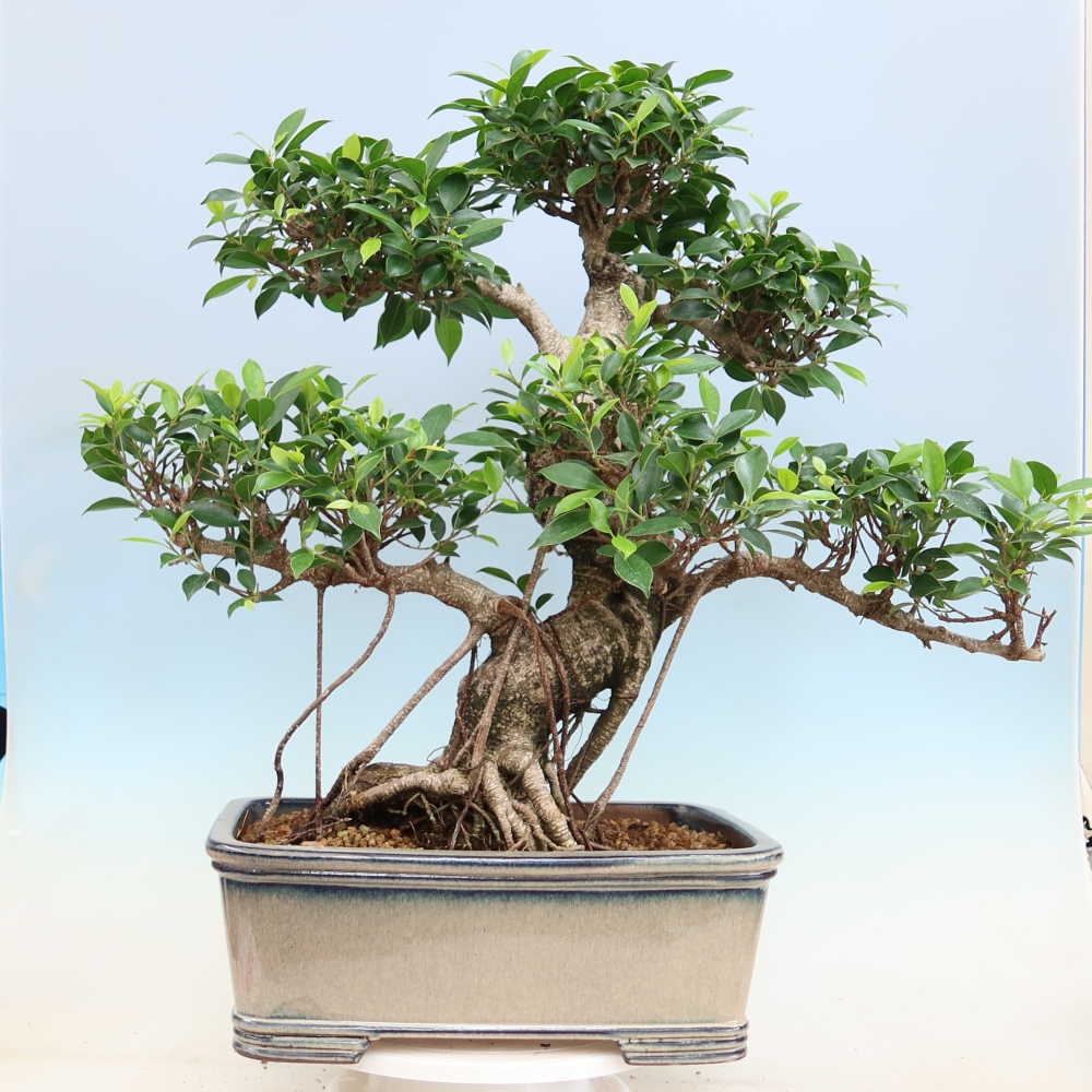 Szobai bonsai - Ficus kimmen - kislevelű fikusz