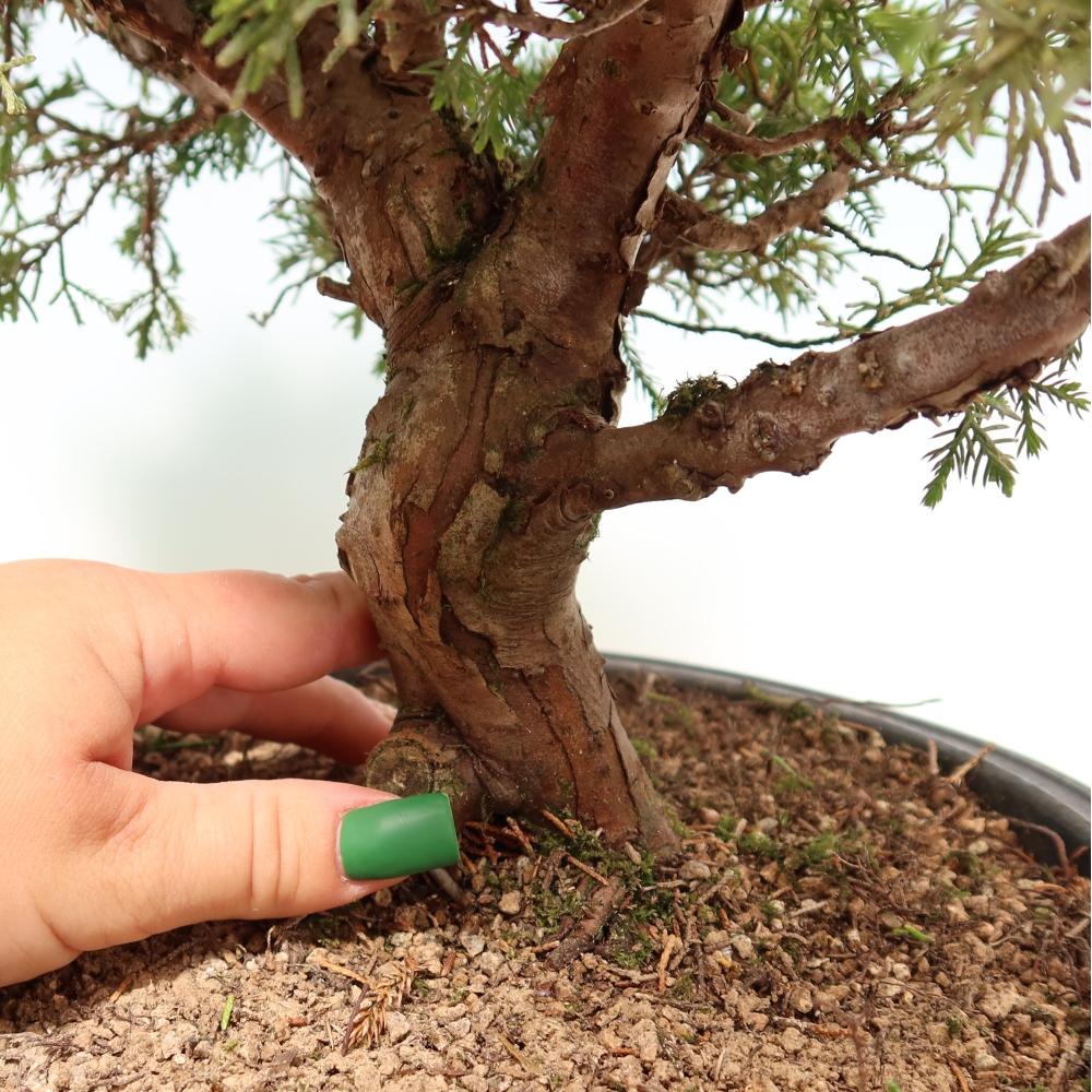 Kültéri bonsai - Juniperus chinensis Itoigawa-Juniperus chinensis