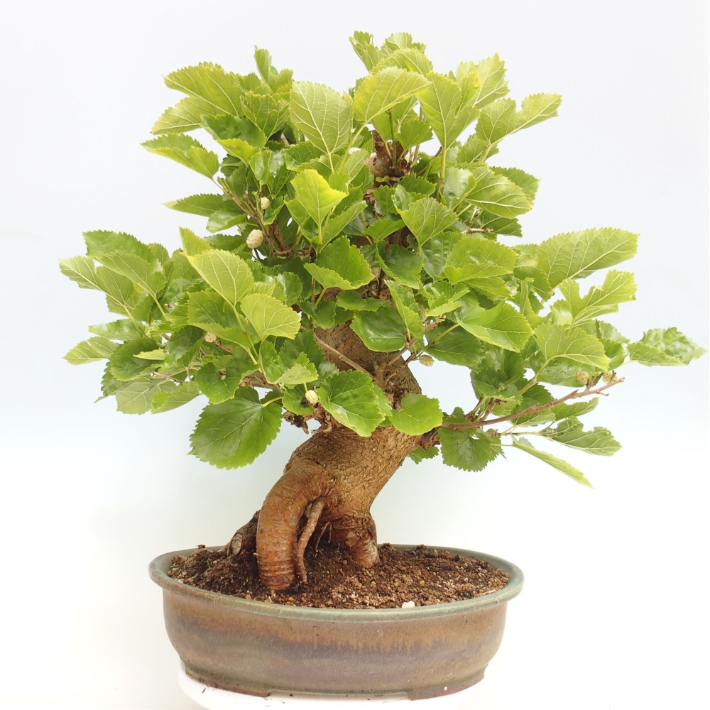 Kültéri bonsai -Morus alba - eperfa
