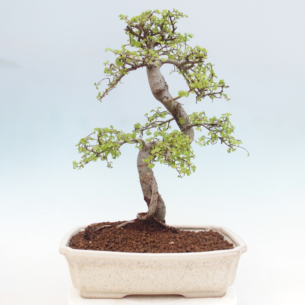 Szobai bonsai - Ulmus parvifolia - Kislevelű szilfa