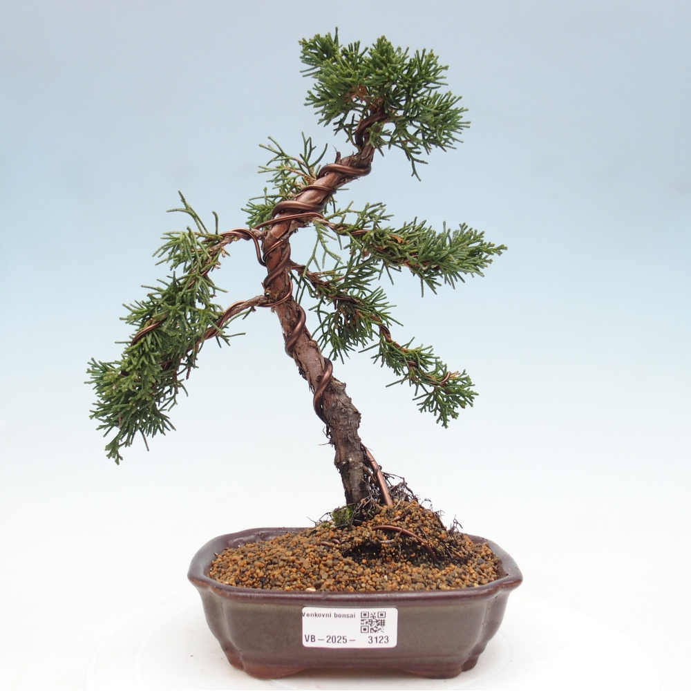 Kültéri bonsai - Juniperus chinensis Kishu