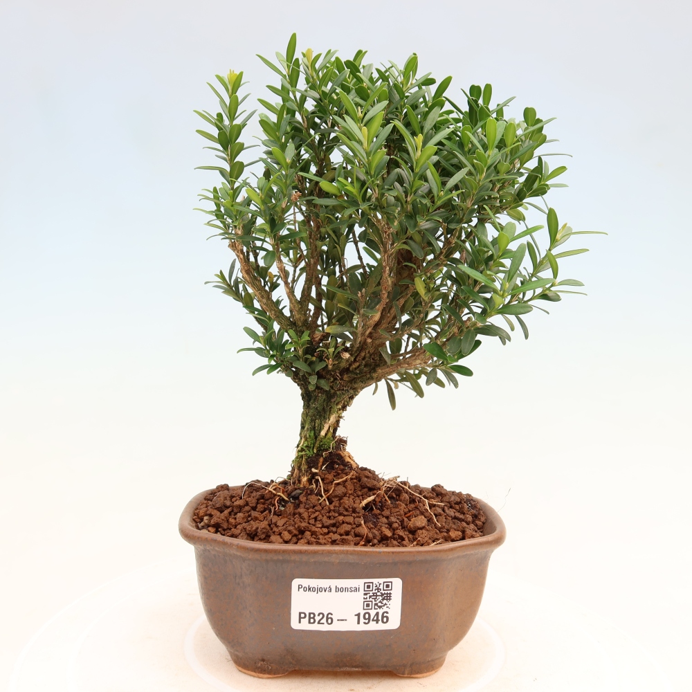 Szobai bonsai - Buxus harlandii - parafa buxus
