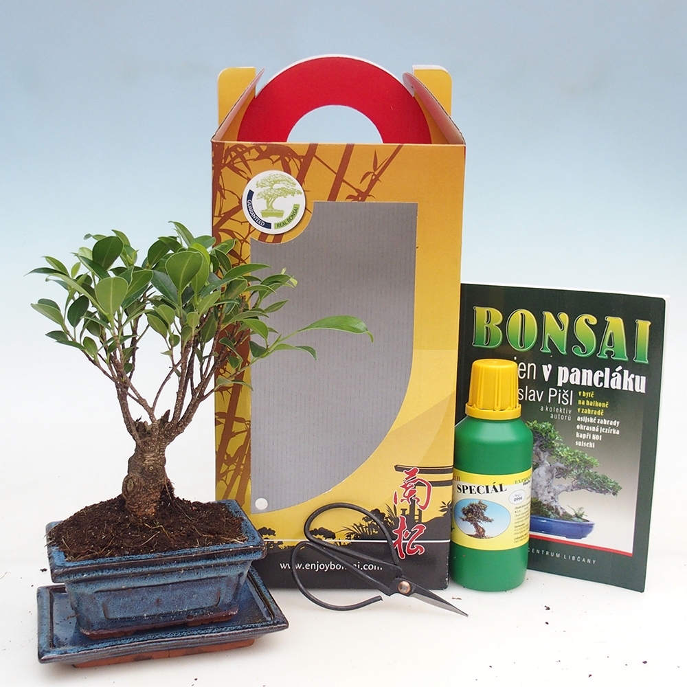 Szobai bonsai ajándékdobozban Ficus retusa - Kislevelű fikusz
