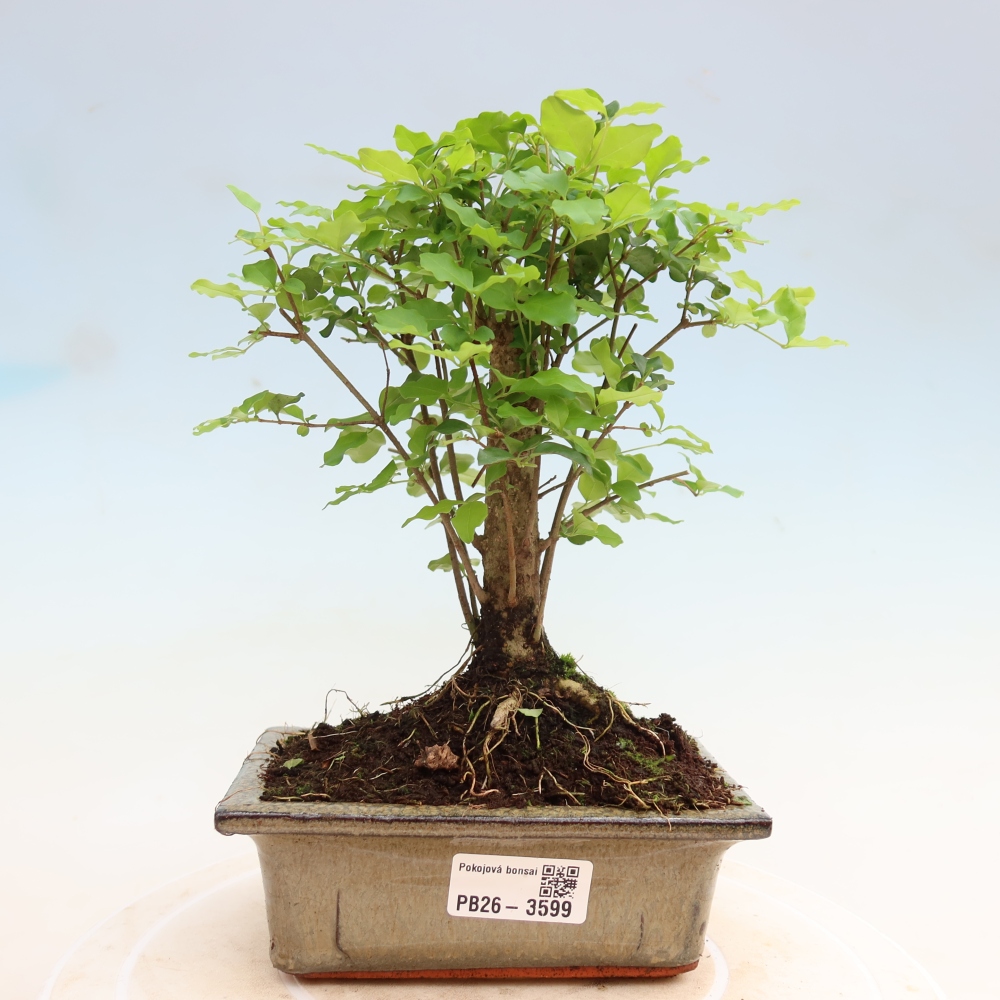 Szobai bonsai -Ligustrum chinensis - Madárcsőr