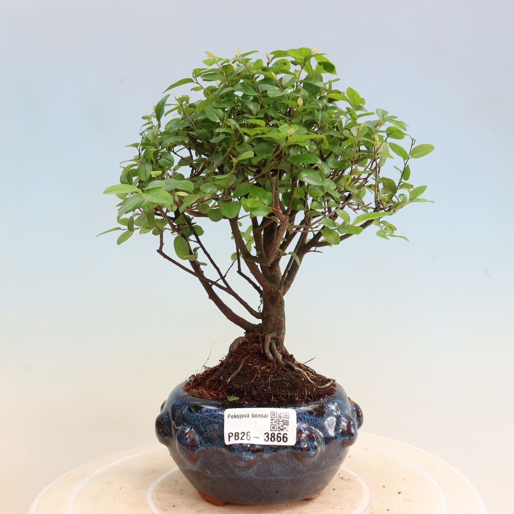 Szobai bonsai - Sageretia thea - Sageretia thea