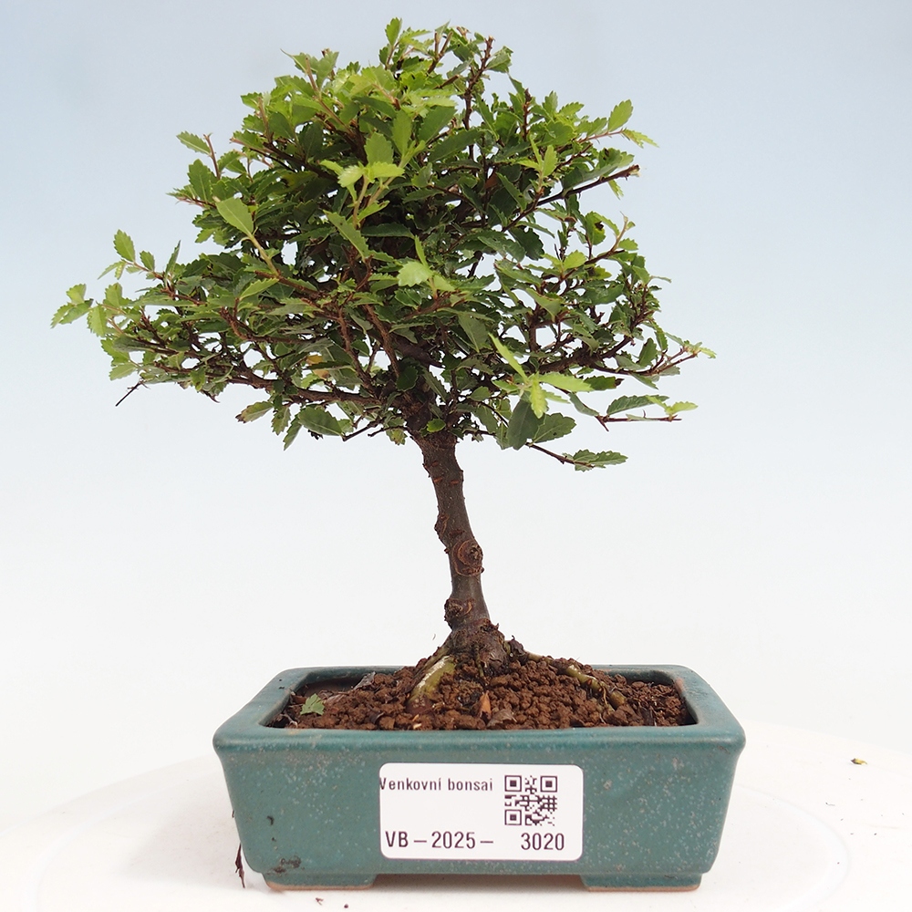 Kültéri bonsai - Ulmus parvifolia Sagei - Kislevelű szilfa