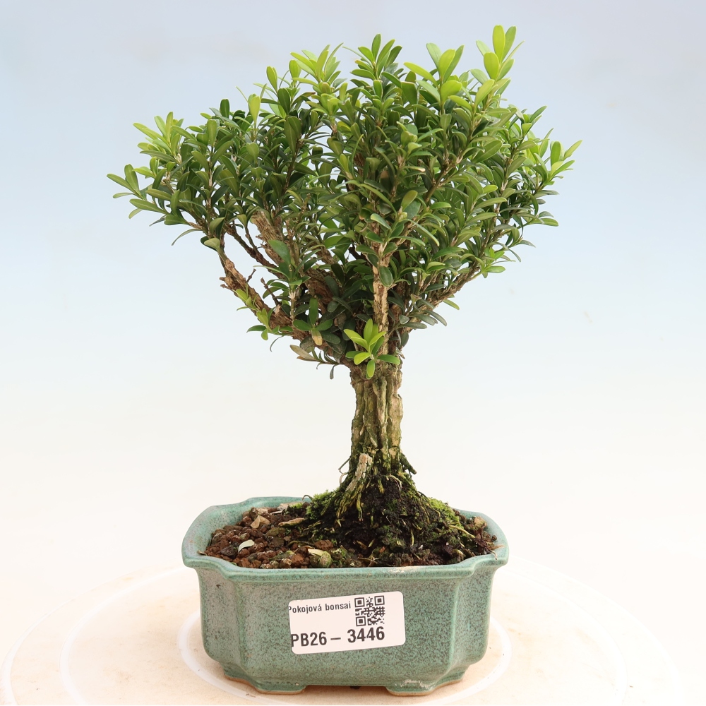Szobai bonsai - Buxus harlandii - parafa buxus