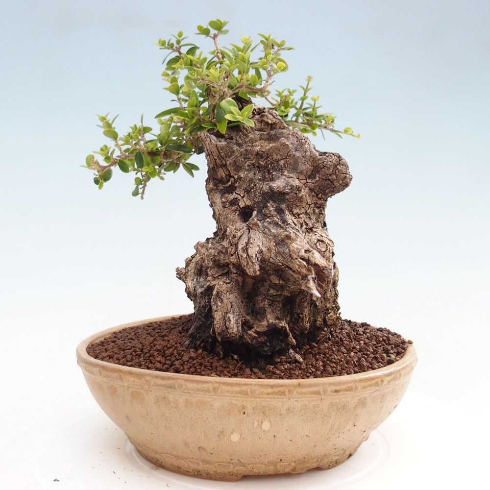 Beltéri bonsai - Olea europaea sylvestris