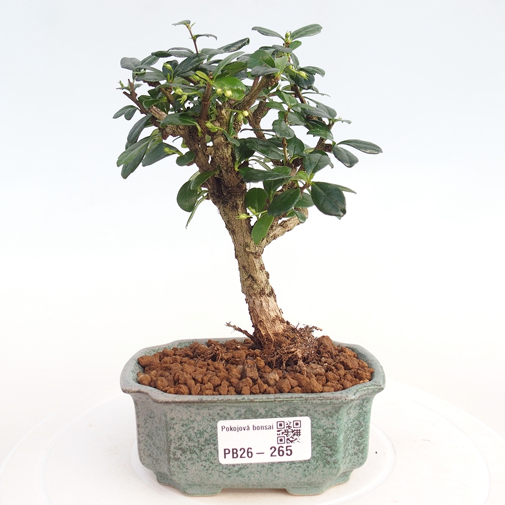 Szobai bonsai - Carmona macrophylla - Tea fuki