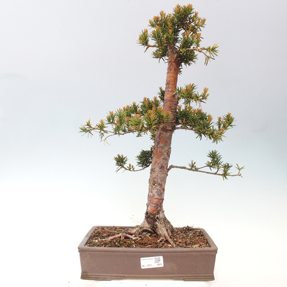 Kültéri bonsai - Taxus cuspidata - japán tiszafa