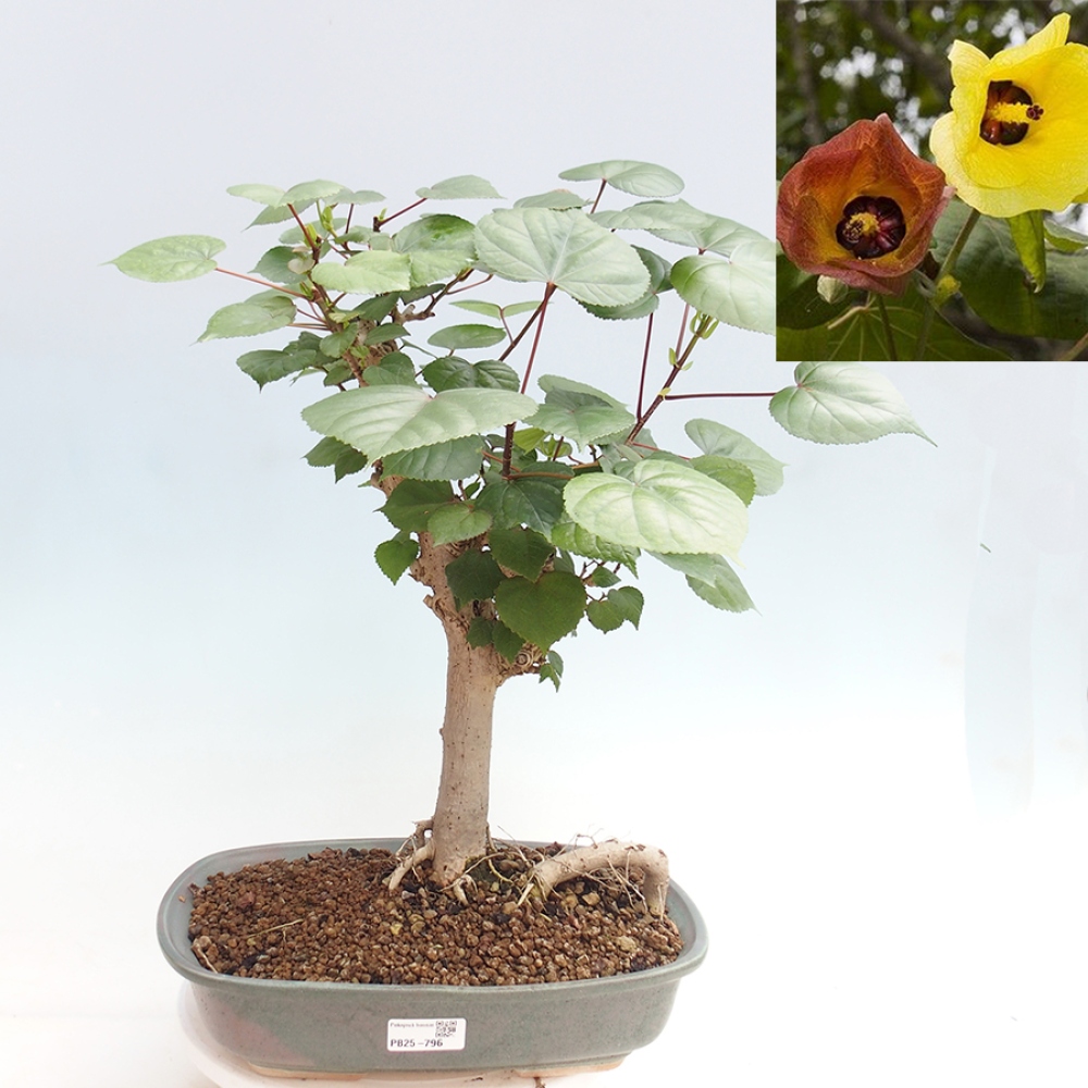 Beltéri bonsai - Hibiscus tiliaceus - tengeri hibiszkusz