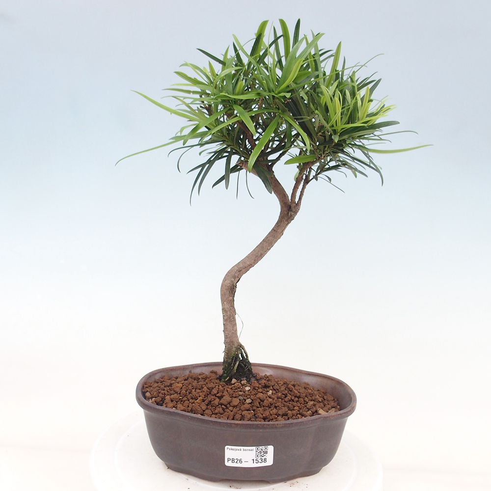 Szobai bonsai - Podocarpus - Kőtiszafa