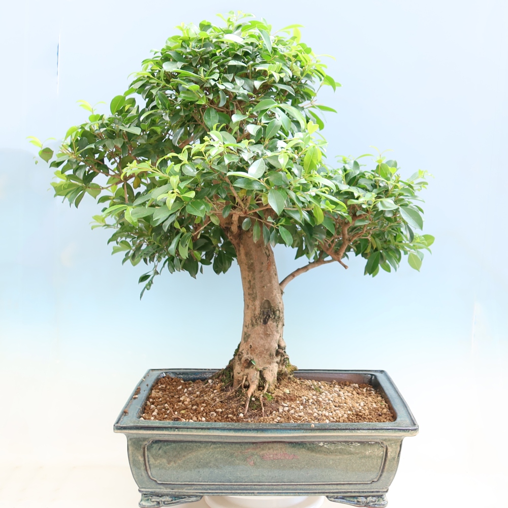 Szobai bonsai - Ausztrál cseresznye - Eugenia uniflora