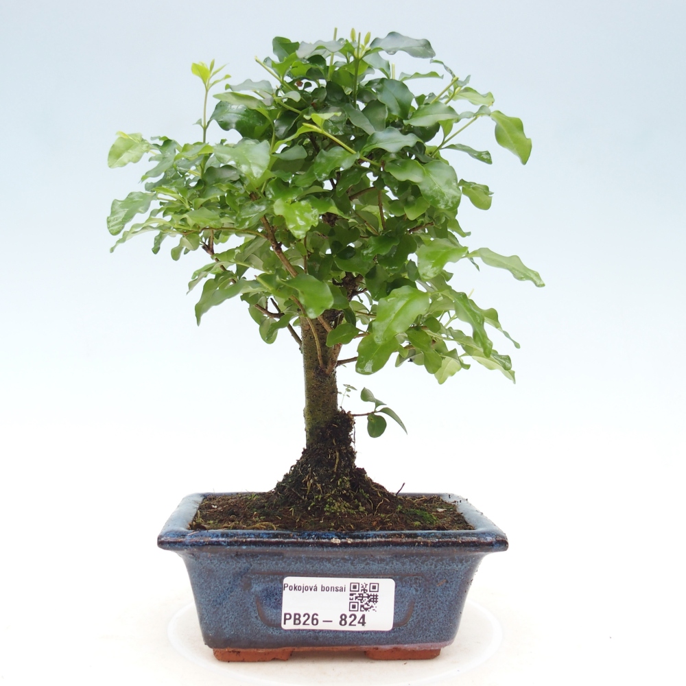 Szobai bonsai -Ligustrum chinensis - Madárcsőr