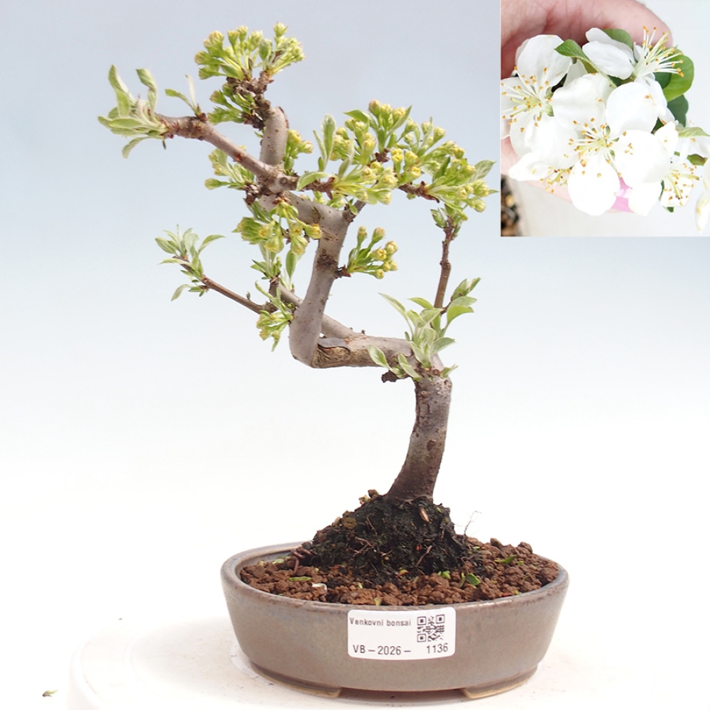 Kültéri bonsai - Malus sargentii - Kis gyümölcsű almafa