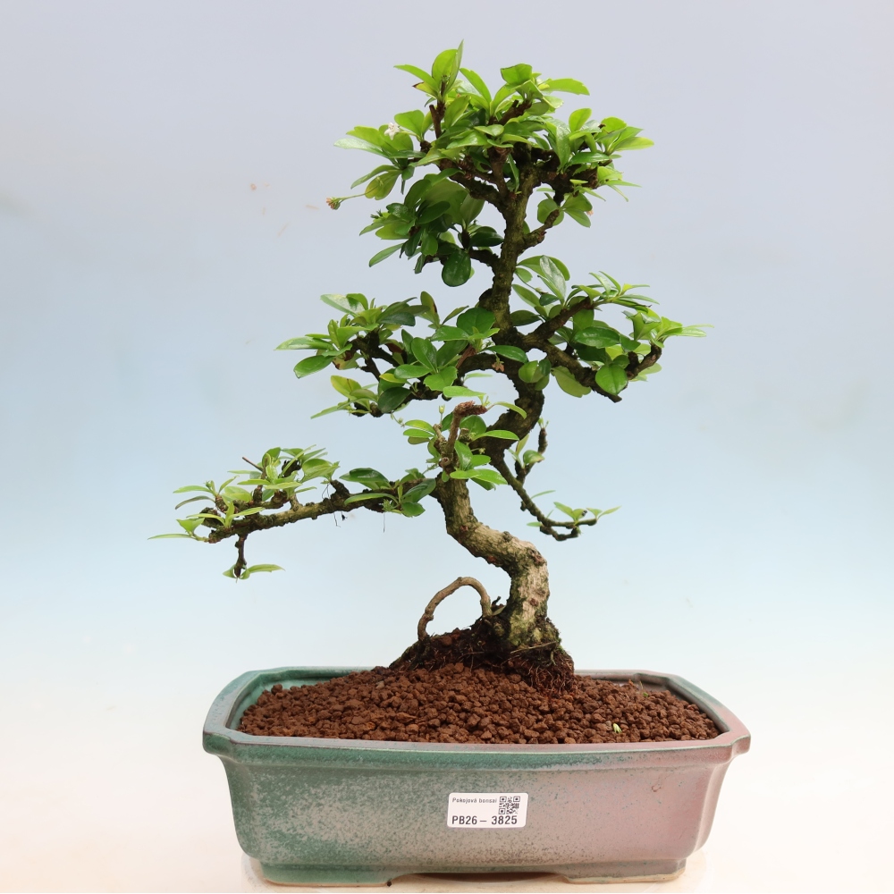Szobai bonsai - Carmona macrophylla - Tea fuki
