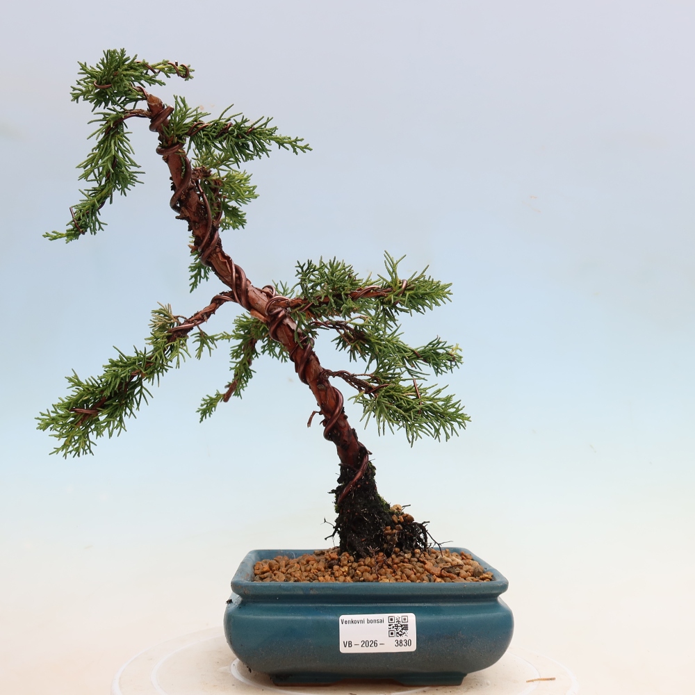 Kültéri bonsai - Juniperus chinensis Kishu