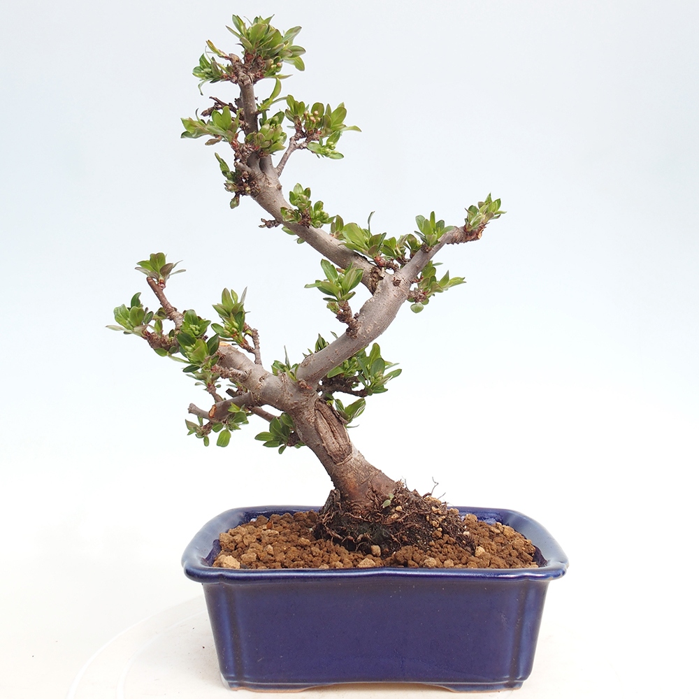 Kültéri bonsai - Malus sargentii - Kis gyümölcsű almafa