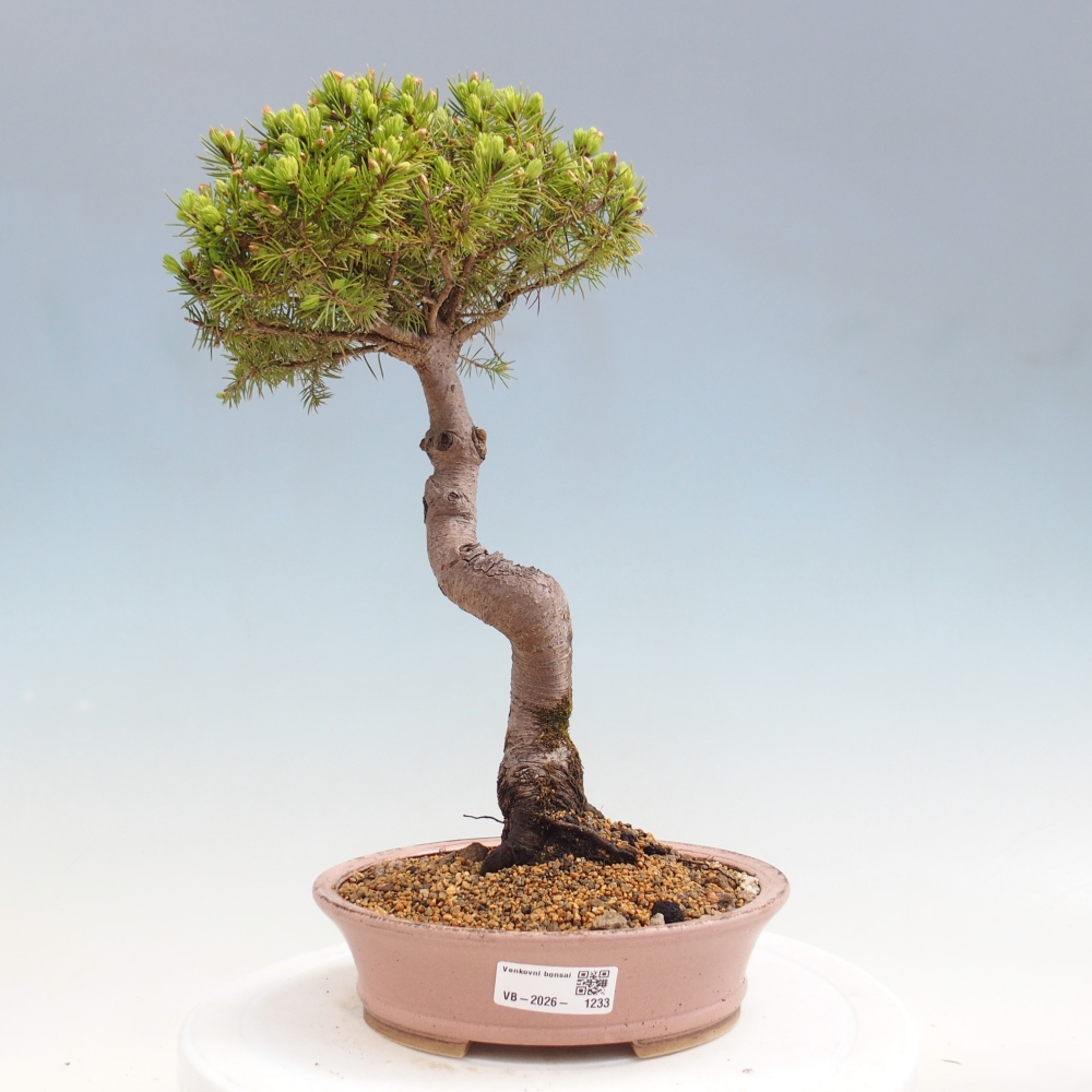 Kültéri bonsai - lucfenyő - Picea glauca globe