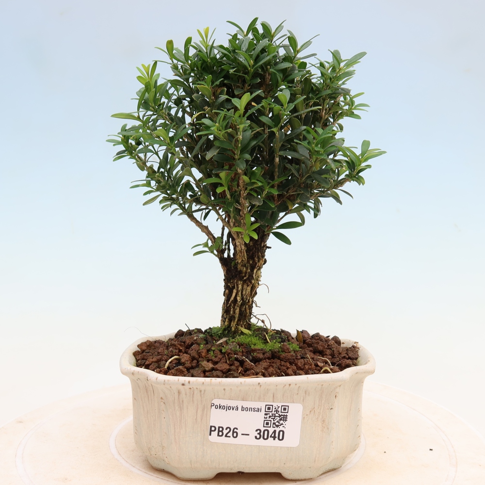 Szobai bonsai - Buxus harlandii - parafa buxus