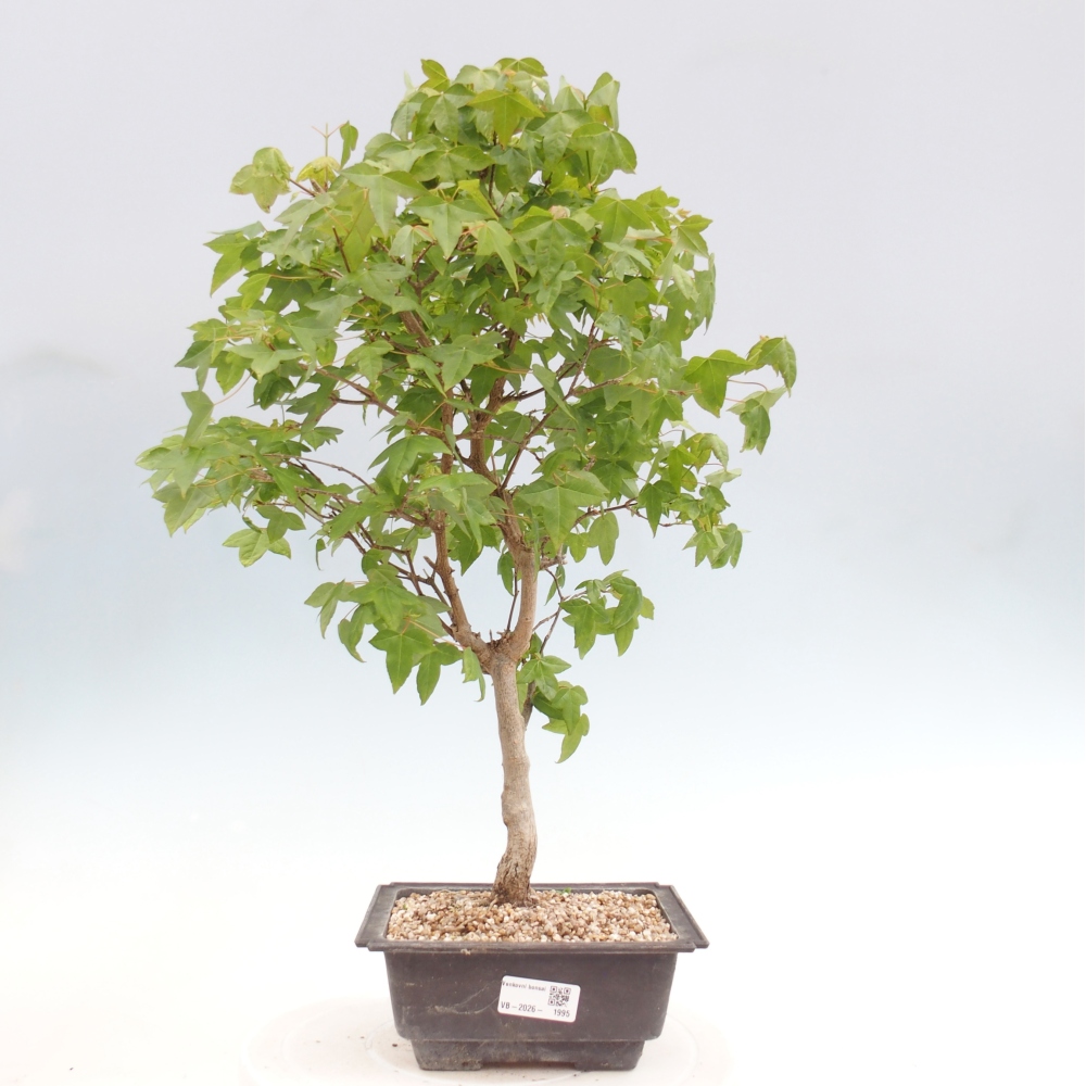 Kültéri bonsai - Acer Buergerianum - Burger juhar