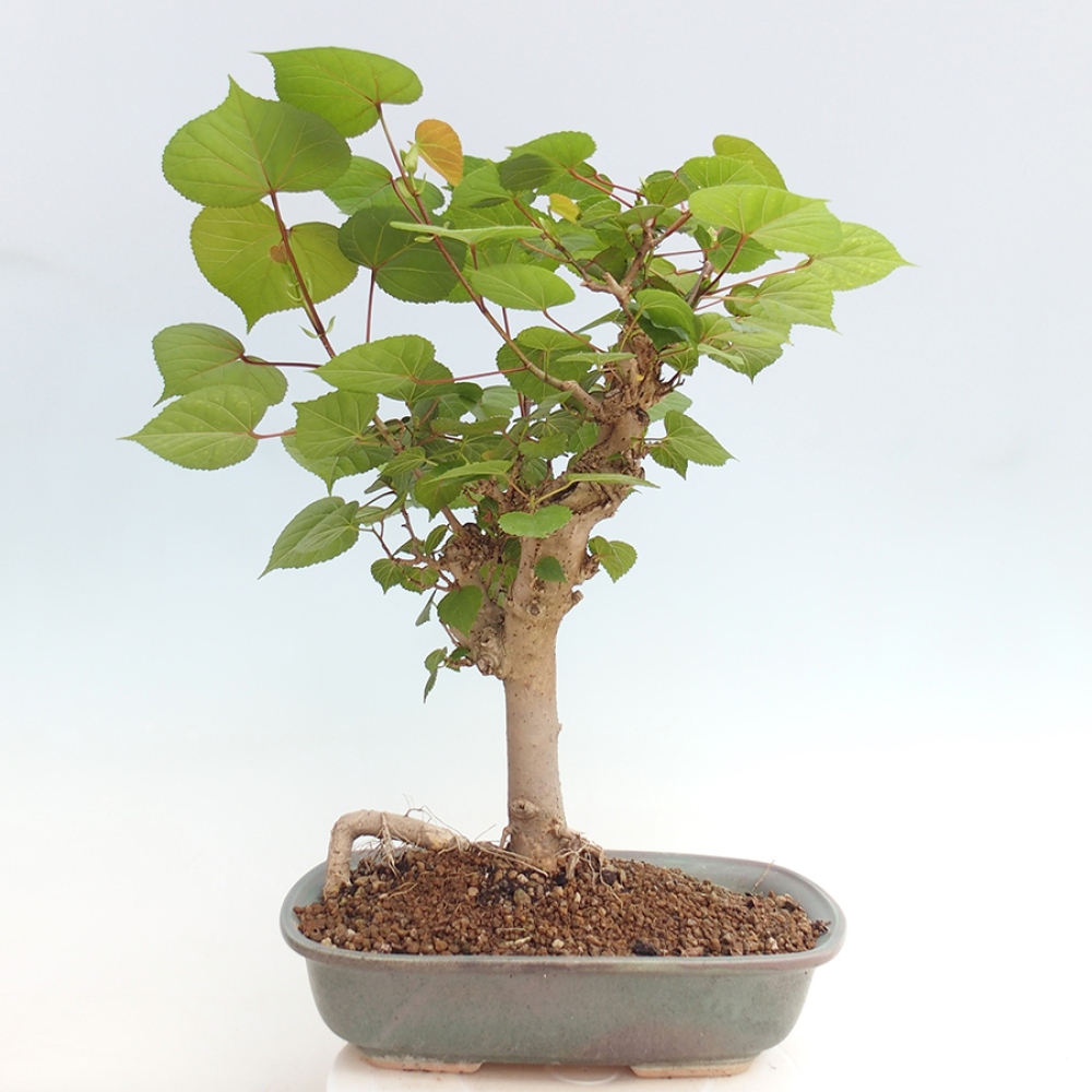 Beltéri bonsai - Hibiscus tiliaceus - tengeri hibiszkusz